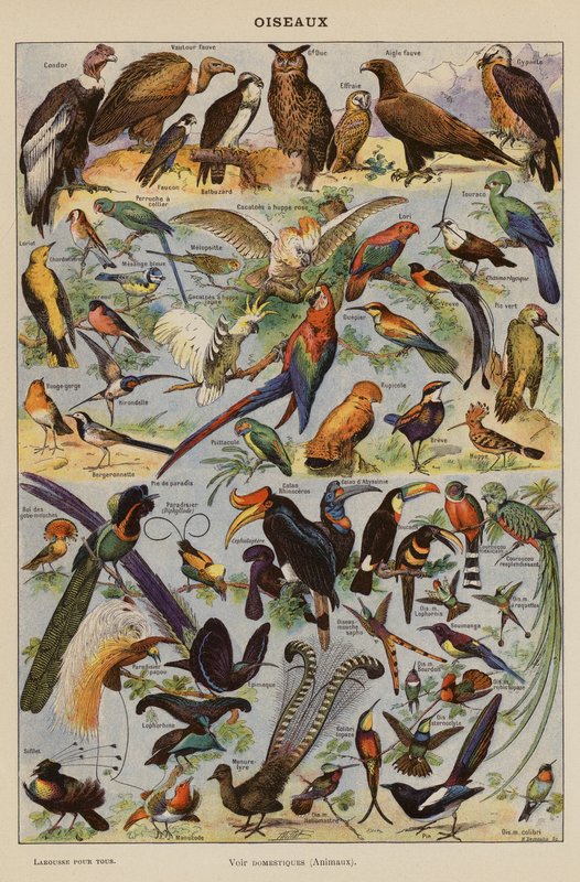 Aves (litografia a cores) de French School