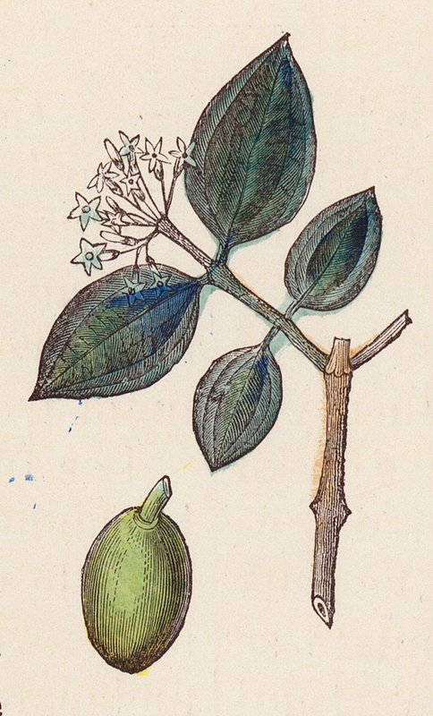 Azeitonas para produção de azeite (gravação a cores) de French School