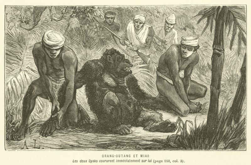 Orang-Outang Et Mias (gravura) de French School
