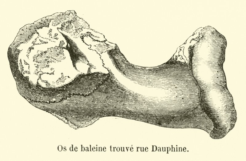 Osso de baleia encontrado rue Dauphine de French School
