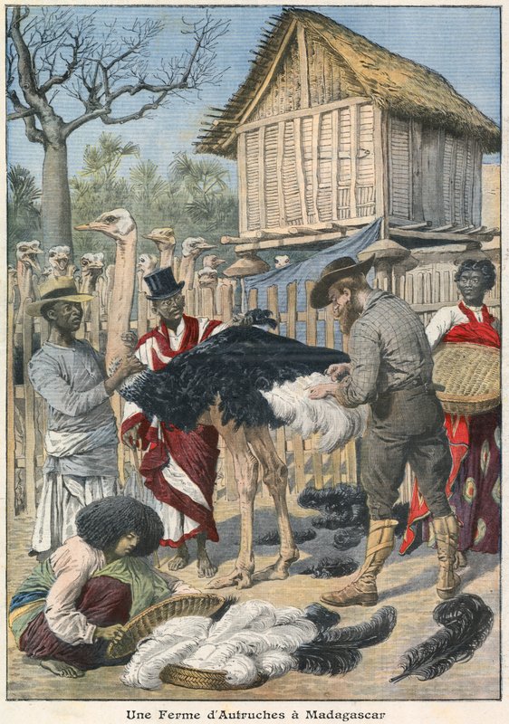 Fazenda de avestruzes em Madagascar de French School