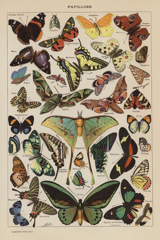 Borboletas (litografia a cores) de French School