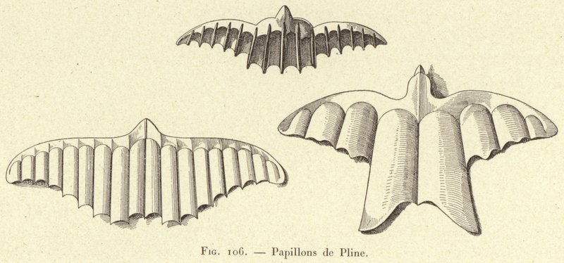 Borboletas de Plínio (gravura) de French School