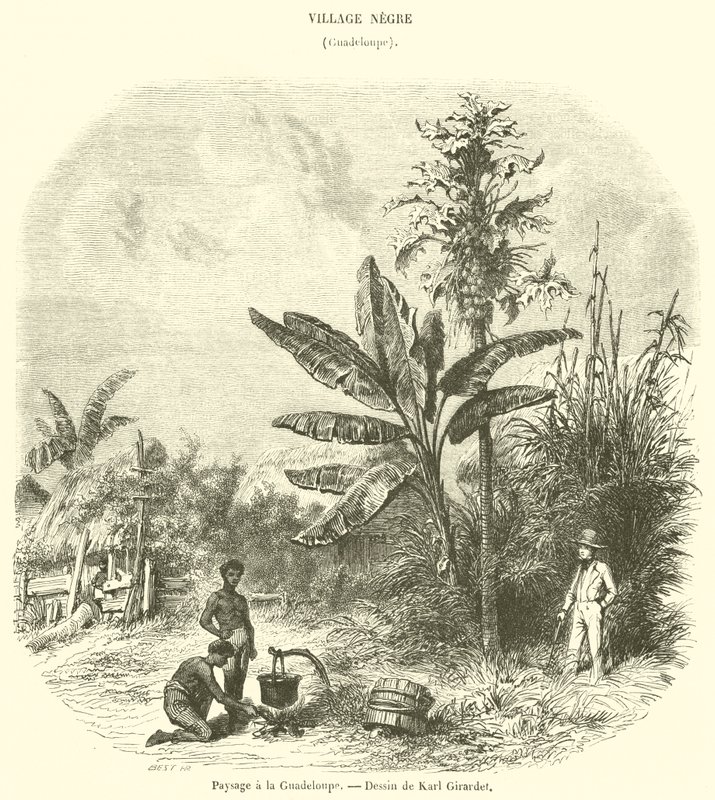 Paisagem em Guadalupe (gravura) de French School