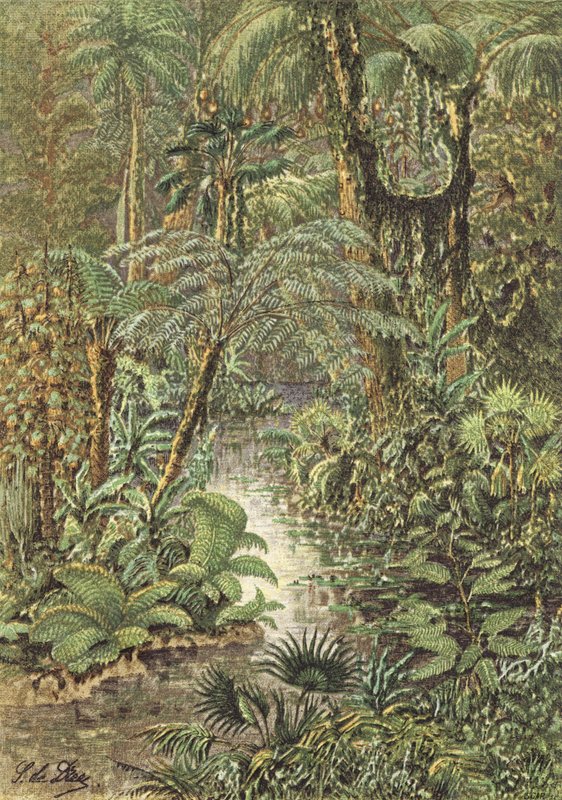 Paisagem antediluviana, uma floresta do período Carbonífero (litografia a cores) de French School