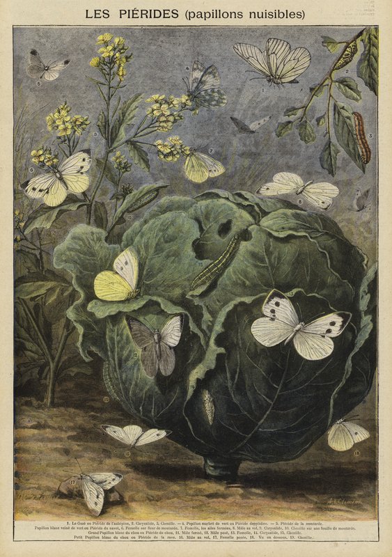 Pieridae (borboletas prejudiciais) de French School