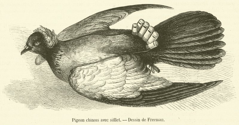 Pombo chinês com assobio (gravação) de French School