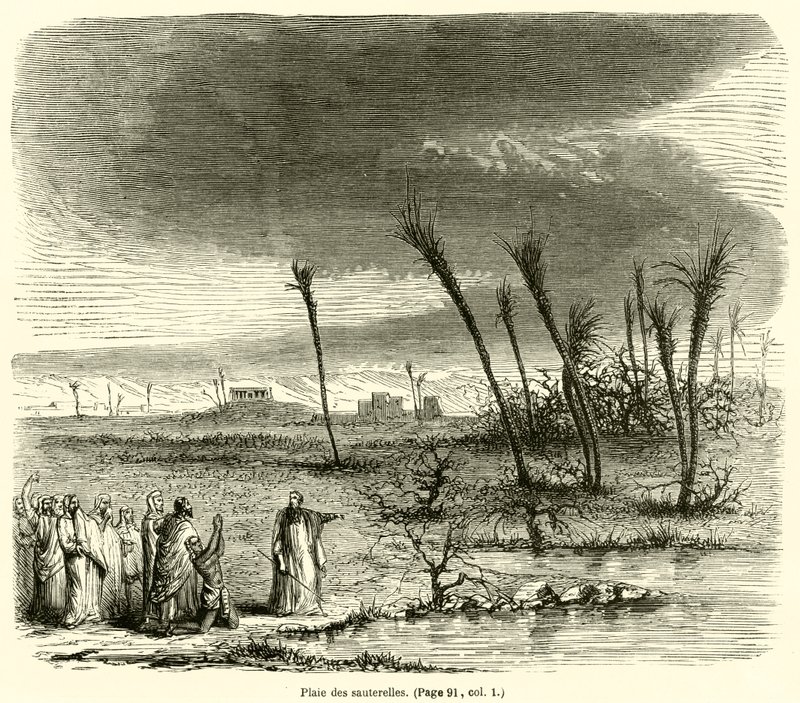 Ferida de gafanhoto (gravura) de French School