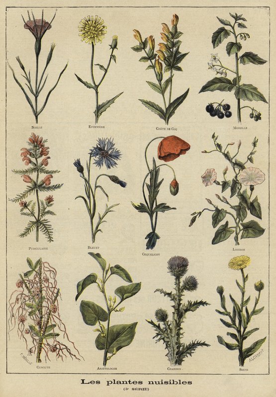 Plantas prejudiciais à agricultura de French School