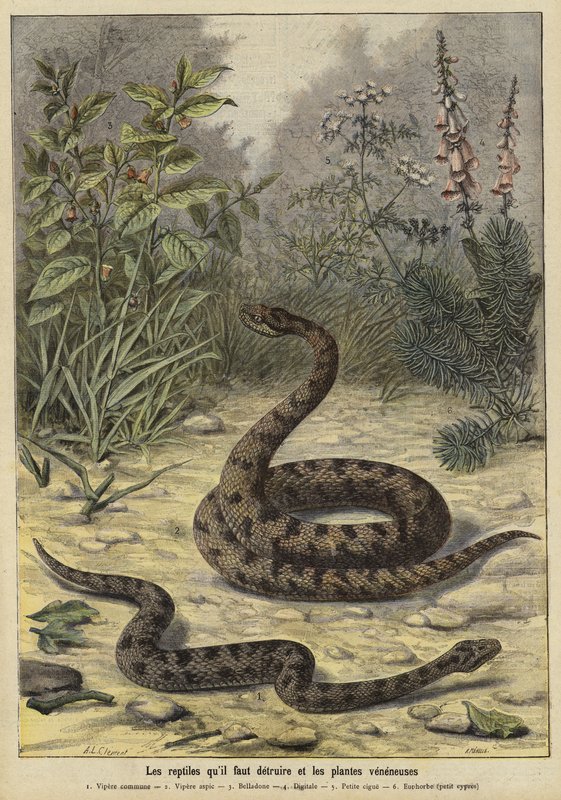 Cobras venenosas e plantas de French School