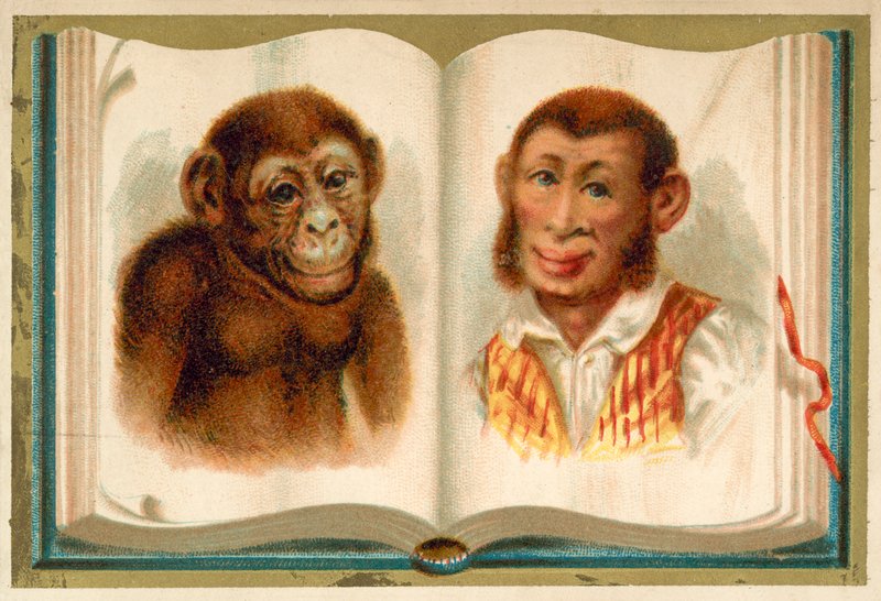 Retratos de um macaco e de um homem (chromolitho) de French School