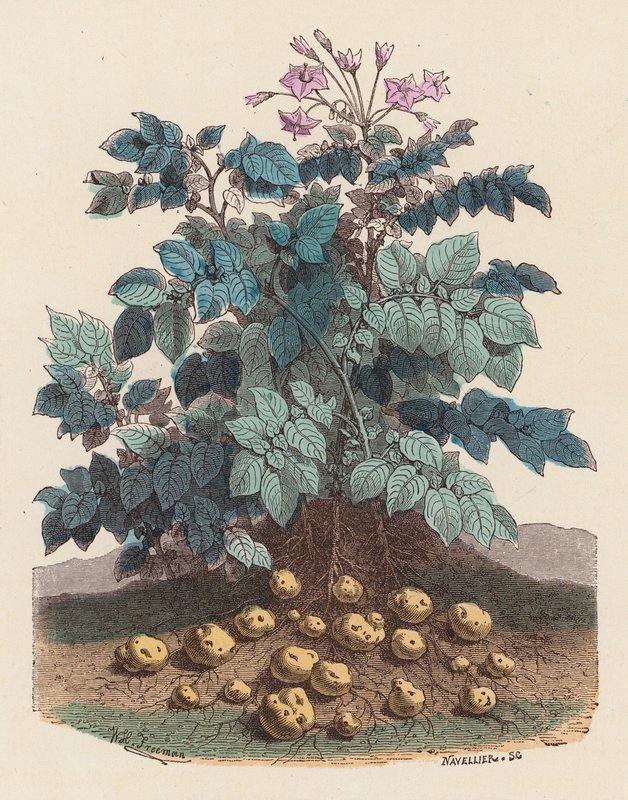 Planta de batata (gravura colorida) de French School