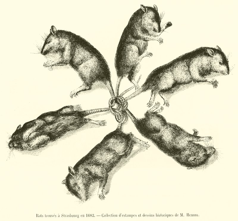 Ratos encontrados em Estrasburgo em 1683 de French School