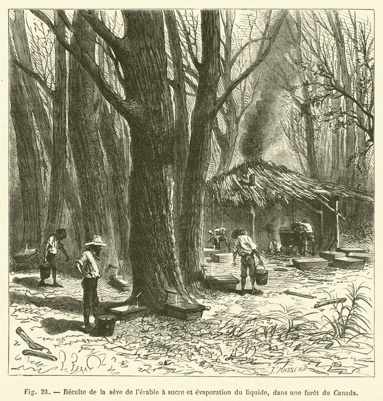 Colheita e evaporação da seiva do ácer de açúcar, em uma floresta canadense (gravura) de French School