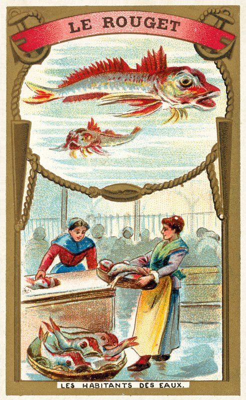 Tainha vermelha (chromolitho) de French School