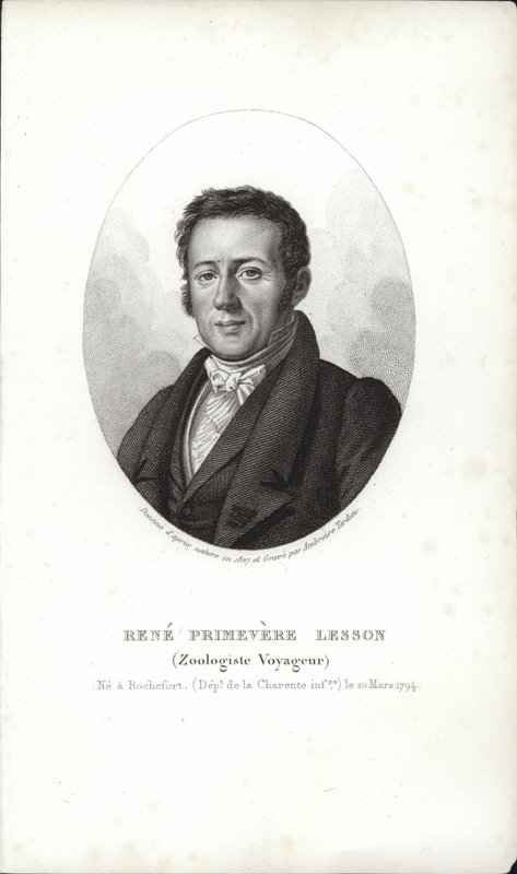 Lição de René Primevère de French School