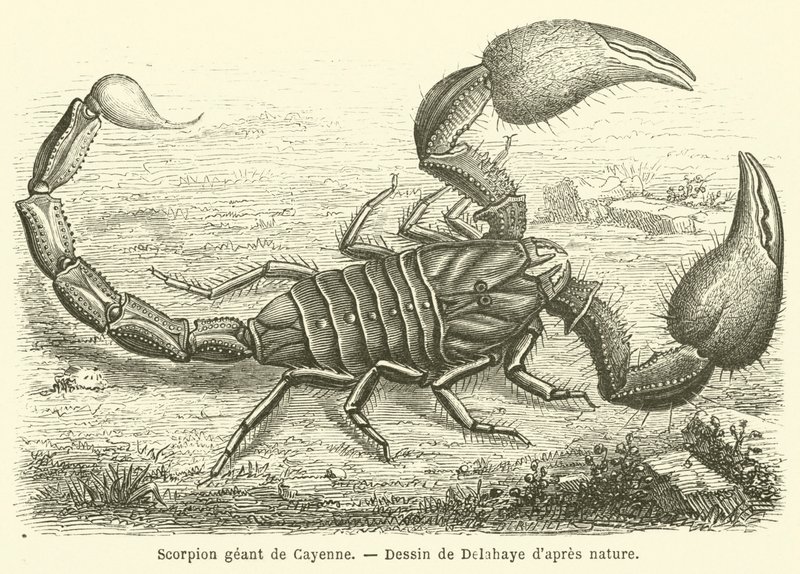 Escorpião gigante Cayenne (gravura) de French School