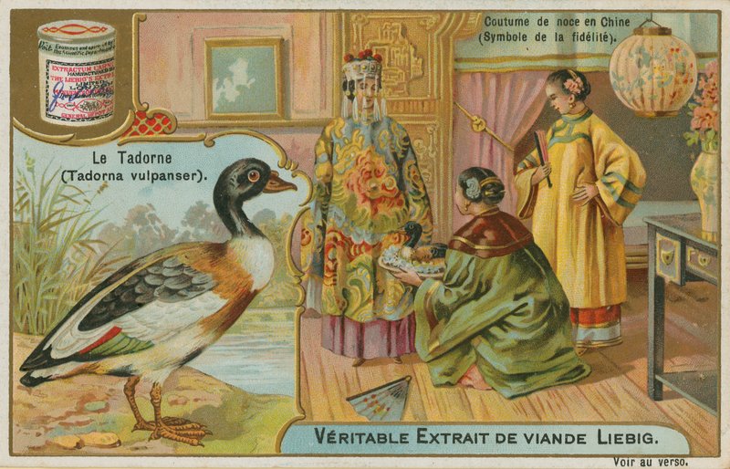 Shelduck; oferecido como um presente de casamento na China, onde é considerado como um símbolo de fidelidade de French School