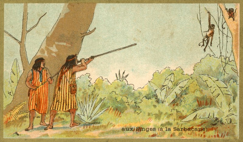 Índios sul-americanos caçando macacos com zarabatanas (chromolitho) de French School