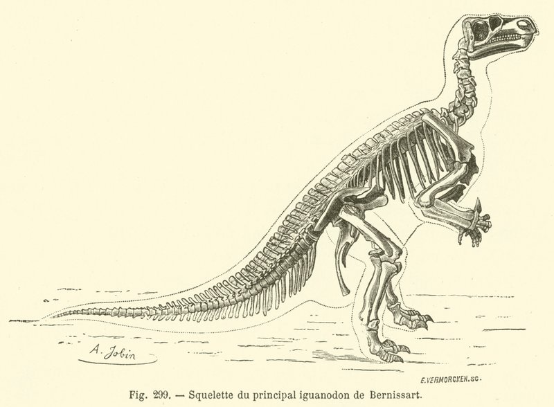 Esqueleto do iguanodonte principal de Bernissart (gravura) de French School