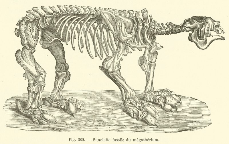 Squelette fossile du megatherium (gravura) de French School