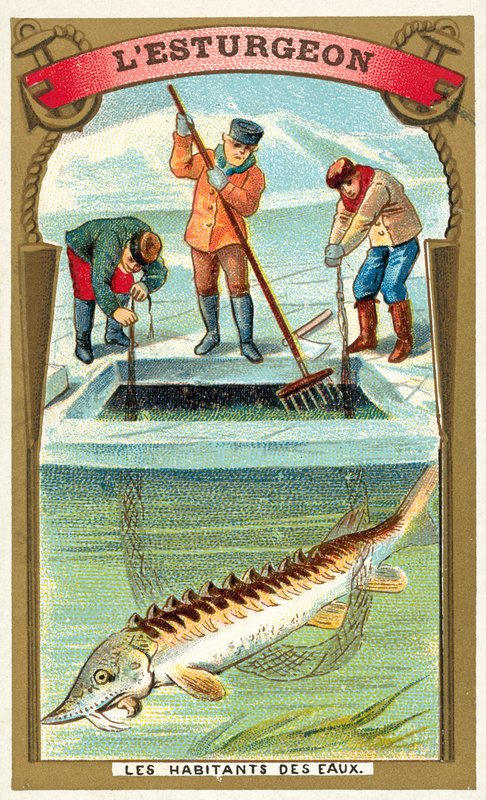Esturjão (chromolitho) de French School