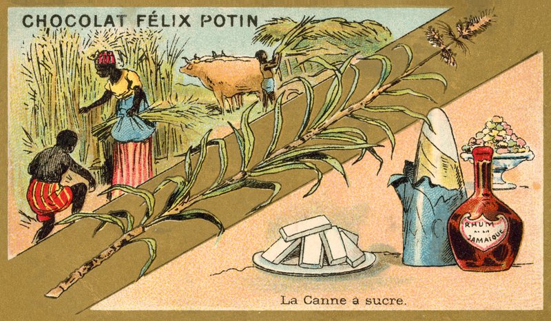 Cana de açúcar de French School