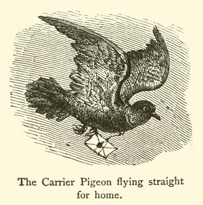 O Pombo Transportador voando direto para casa (gravura) de French School