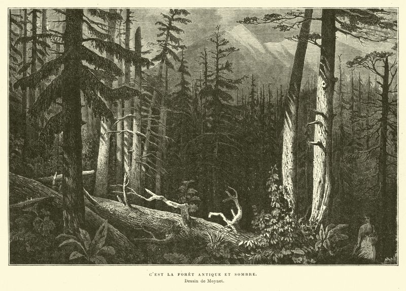 A antiga floresta escura de French School