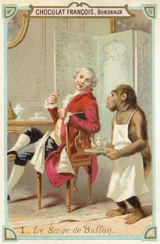 O macaco do Comte de Buffon, naturalista francês (chromolitho) de French School