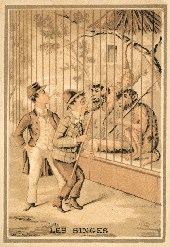 Os macacos (chromolitho) de French School