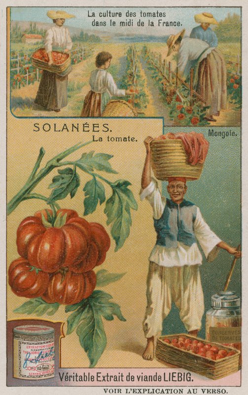 Tomate - cartão comercial da Liebig Company, de French School