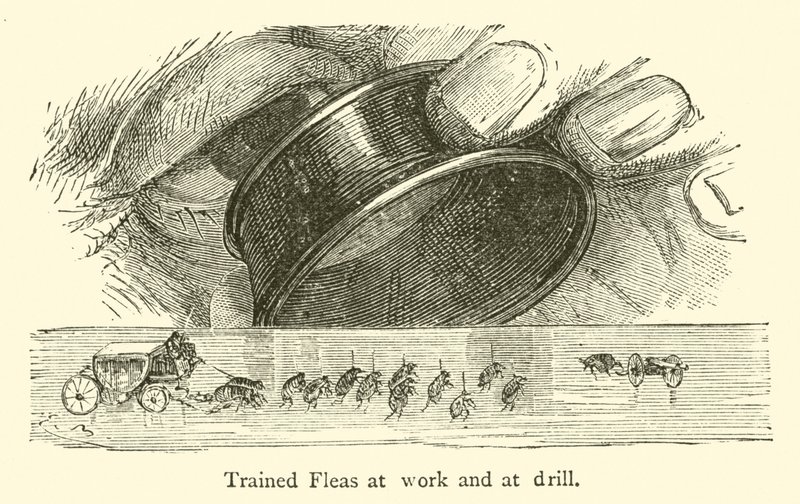 Pulgas treinadas no trabalho e na perfuração (gravura) de French School