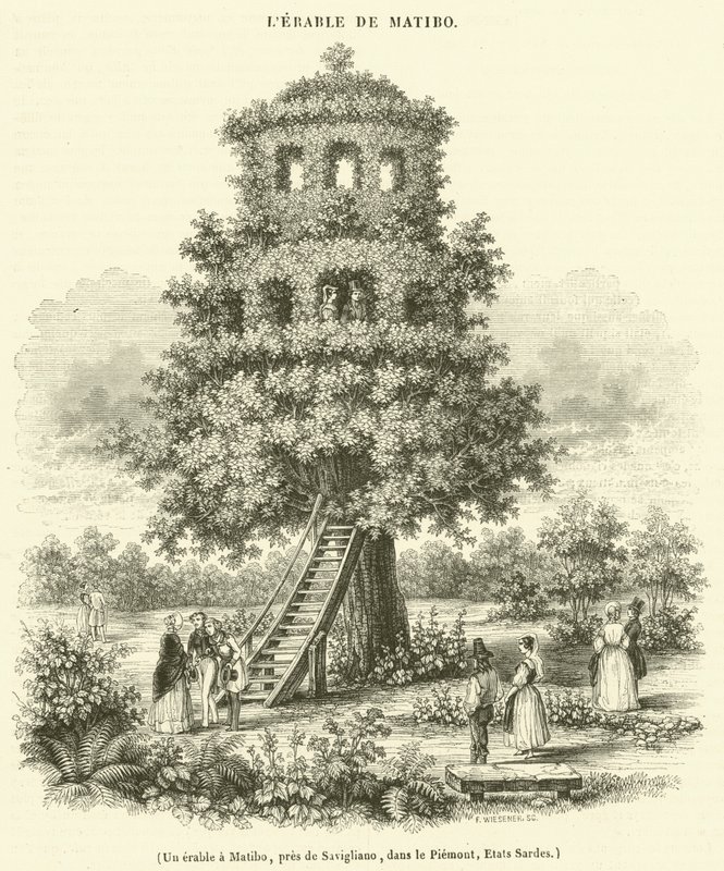 Um ácer em Matibo, perto de Savigliano, no Piemonte, Sardenha (gravura) de French School