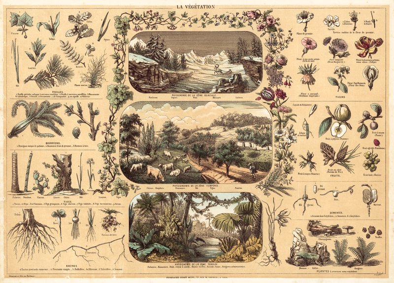 Vegetação (cor litho) de French School