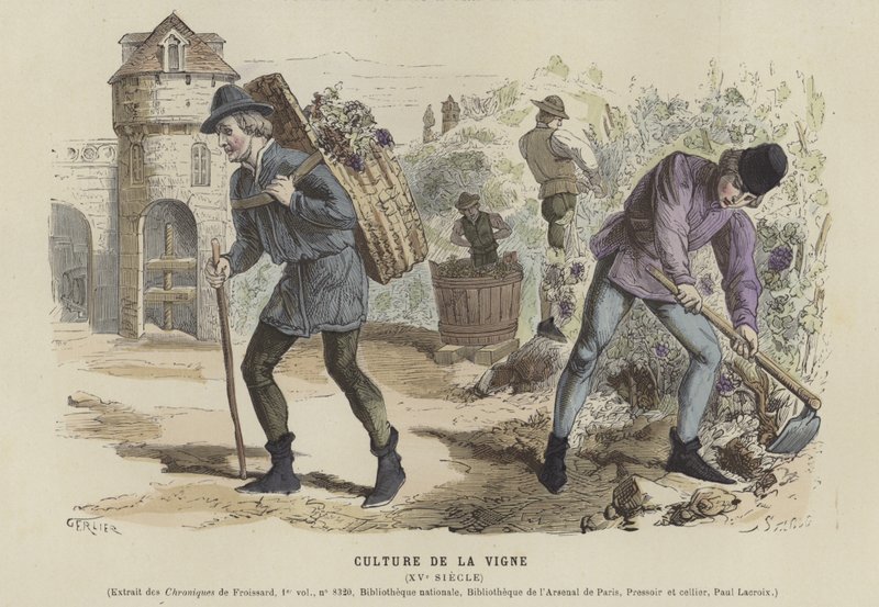 Viticultura, Século 15 de French School