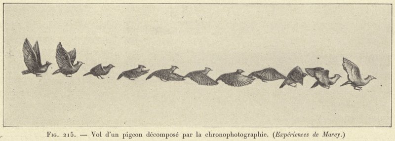 Vôo de um pombo decomposto por cronofotografia de French School