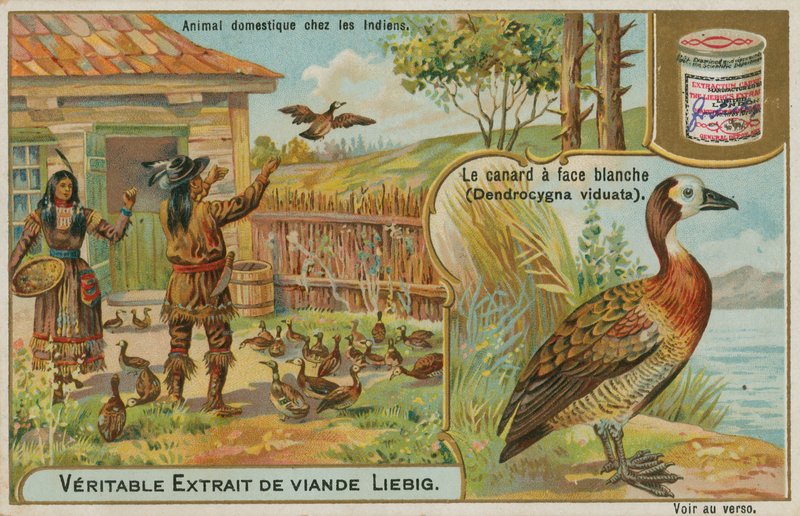 Pato-assobio-de-cara-branca, domesticado por índios americanos de French School