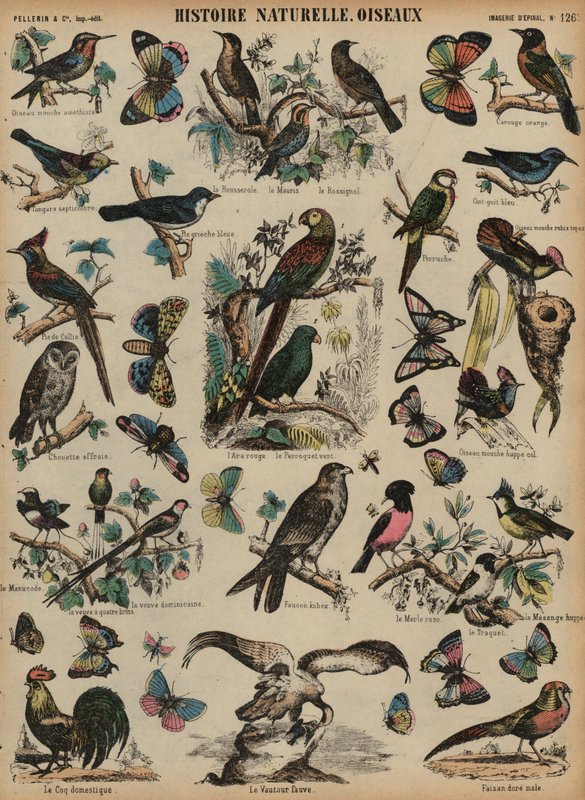 Aves selvagens (gravura colorida) de French School