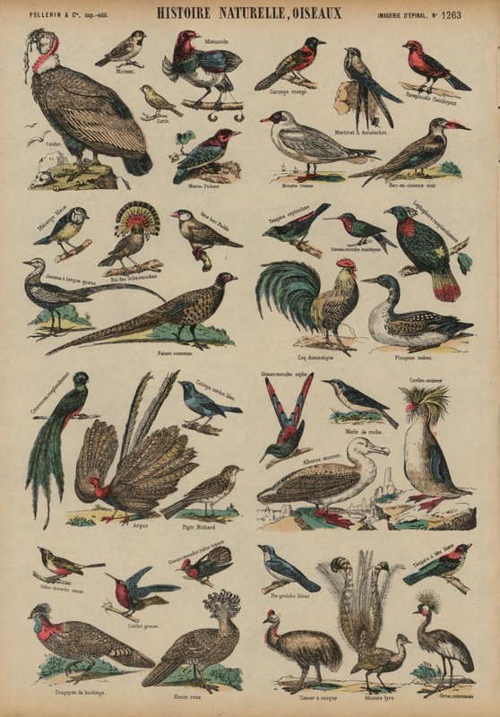 Aves selvagens (gravura colorida) de French School