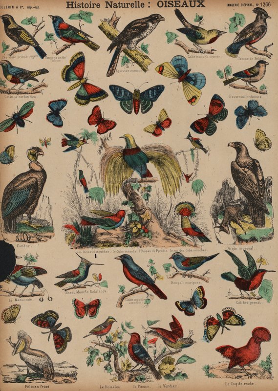 Aves selvagens (gravura colorida) de French School
