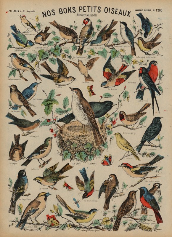 Aves selvagens (gravura colorida) de French School