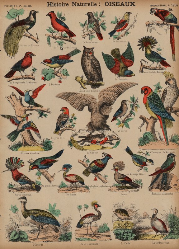 Aves selvagens (gravura colorida) de French School