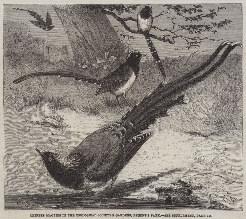 Magpies Chineses nos Jardins da Sociedade Zoológica, Regent&39;s Park de Friedrich Wilhelm Keyl