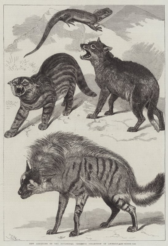 Novas Adições à Coleção de Animais da Sociedade Zoológica de Friedrich Wilhelm Keyl