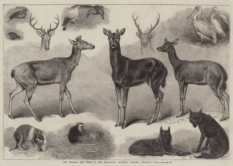 Novos animais e pássaros nos jardins da Sociedade Zoológica, Regent&39;s Park de Friedrich Wilhelm Keyl