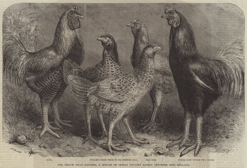 O Begum Pilly Gaguzes, uma espécie de aves indianas recentemente importados para a Inglaterra de Friedrich Wilhelm Keyl