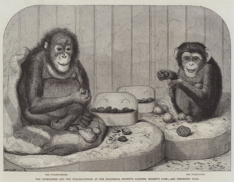O chimpanzé e o Ourang-Outang nos jardins da Sociedade Zoológica, o Regent&39;s Park de Friedrich Wilhelm Keyl