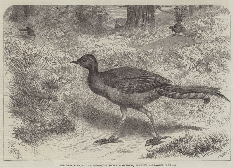 The Lyre Bird, nos Jardins da Sociedade Zoológica, Regent&39;s Park de Friedrich Wilhelm Keyl
