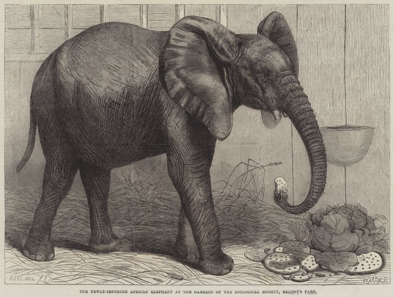 O recém-importado elefante africano nos jardins da Sociedade Zoológica, Regent&39;s Park de Friedrich Wilhelm Keyl
